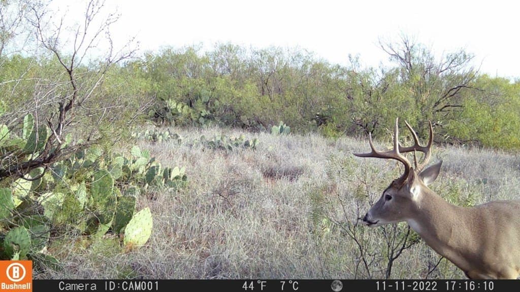75 acres in Mitchell County - photo 28