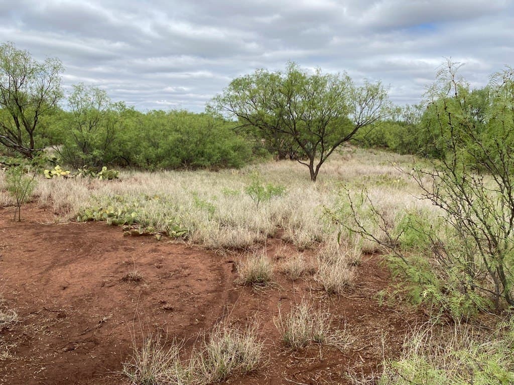 75 acres in Mitchell County - photo 18