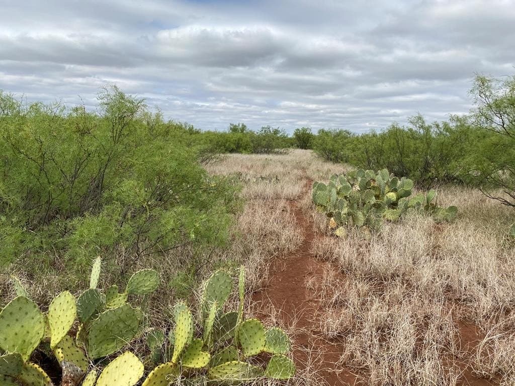 75 acres in Mitchell County