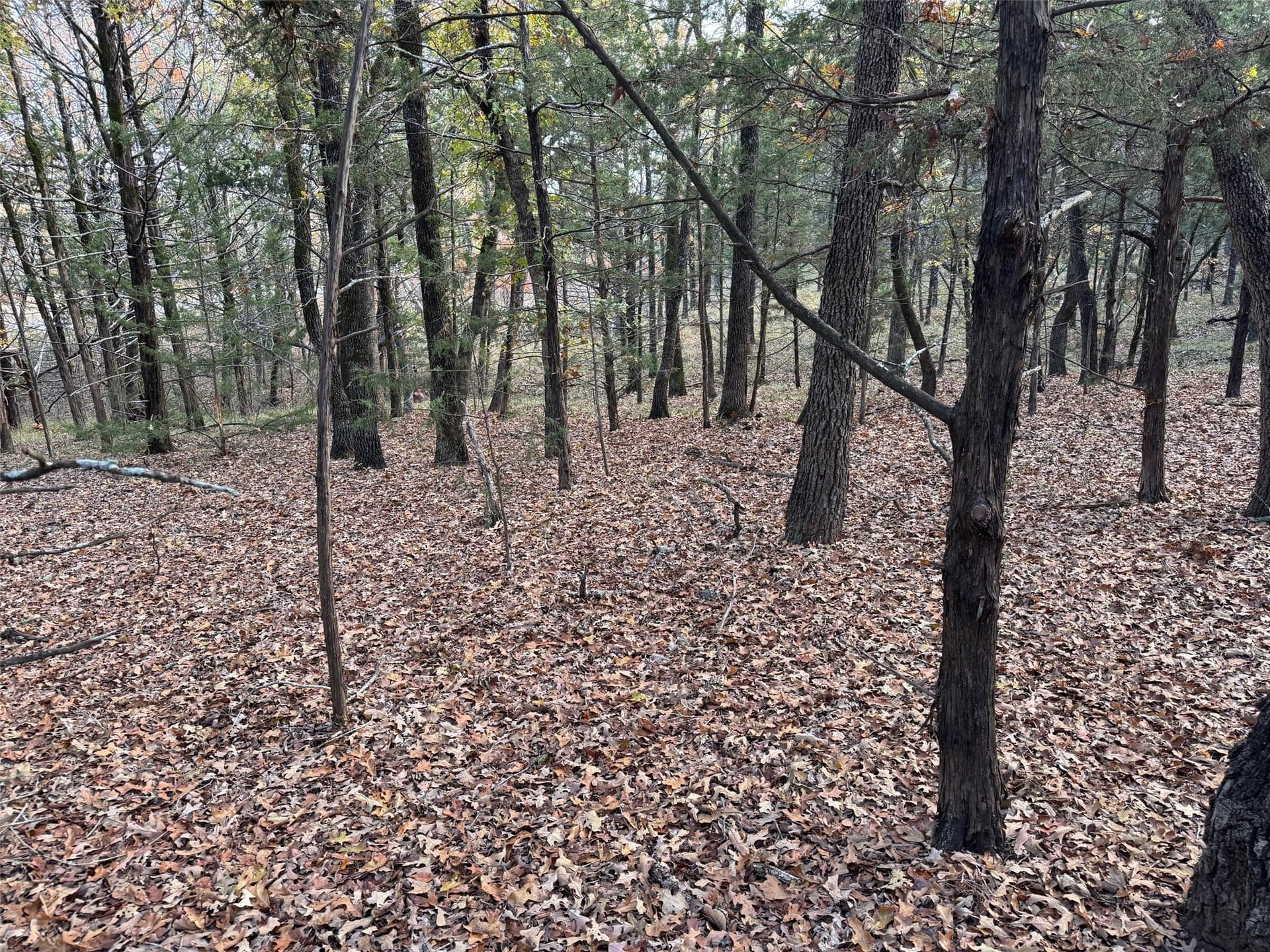 0.23 acres in Grayson County gallery image 3