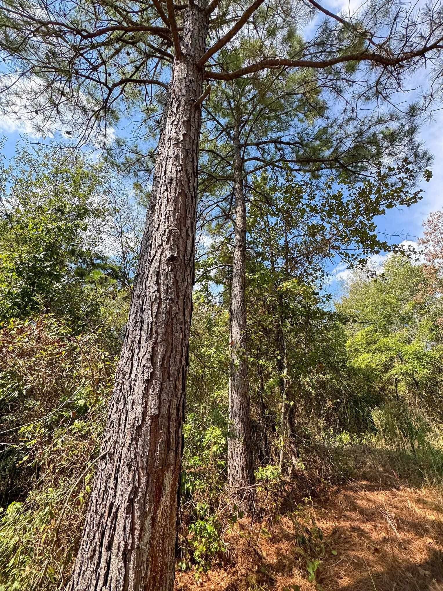 10.83 acres in Marion County - photo 14