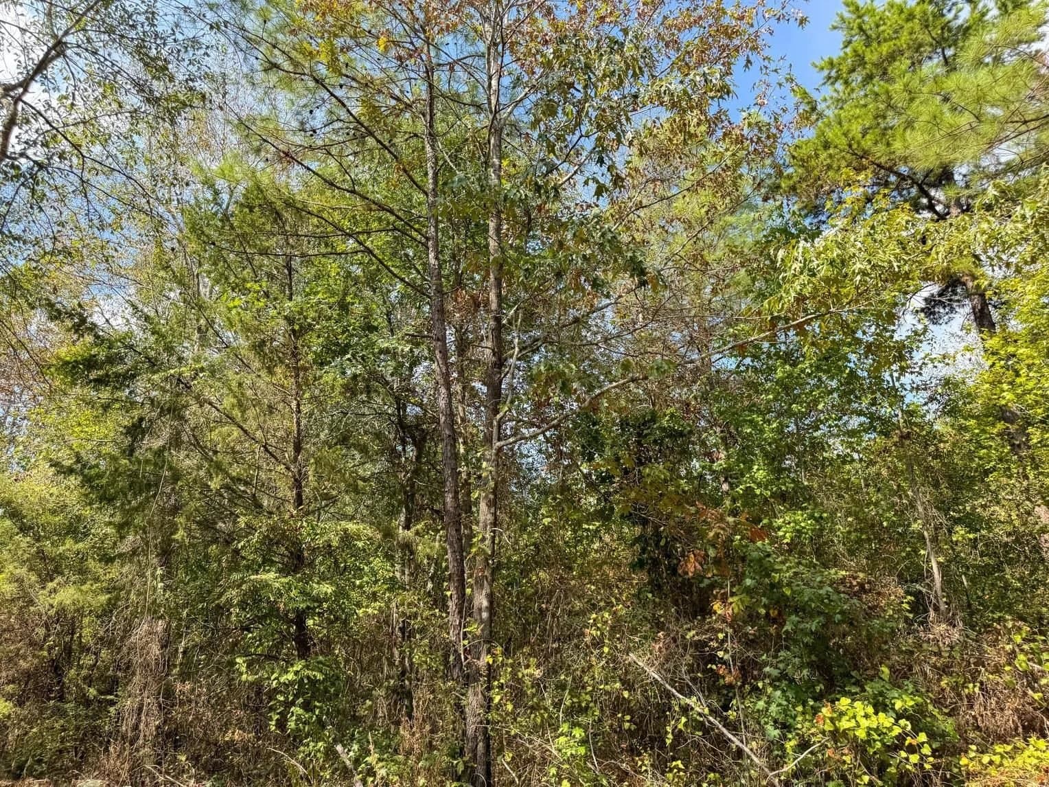 10.83 acres in Marion County - photo 17