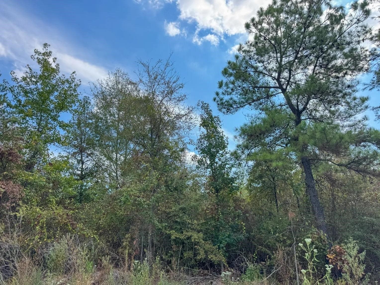 10.83 acres in Marion County - photo 21
