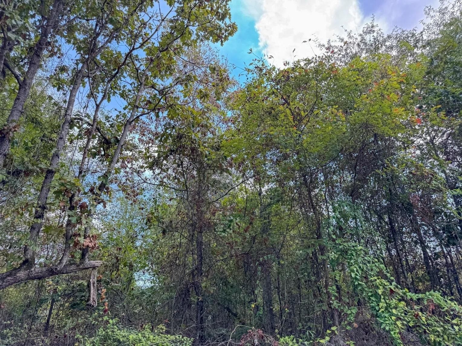 10.83 acres in Marion County - photo 18