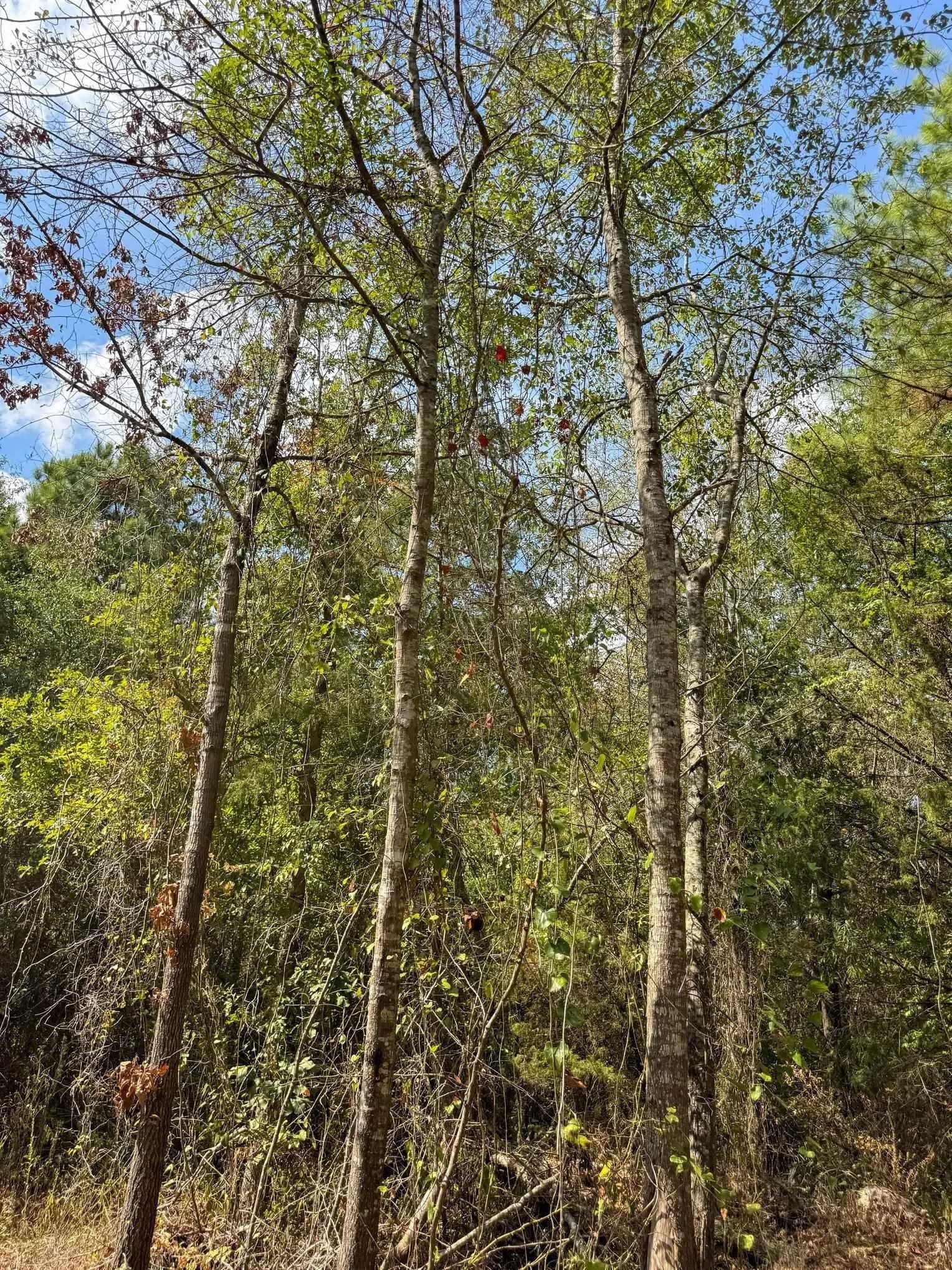 10.83 acres in Marion County - photo 16