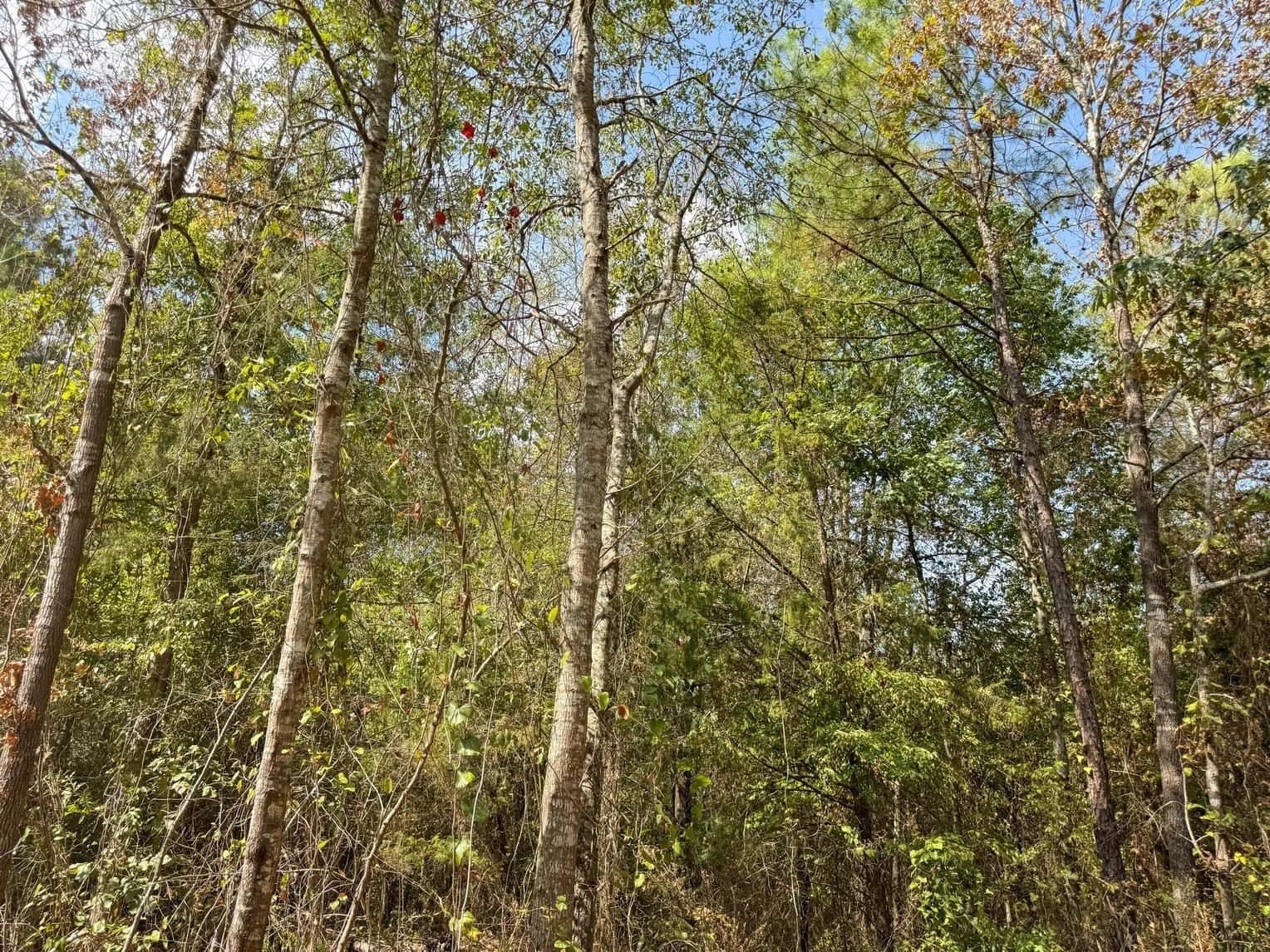 10.83 acres in Marion County - photo 15