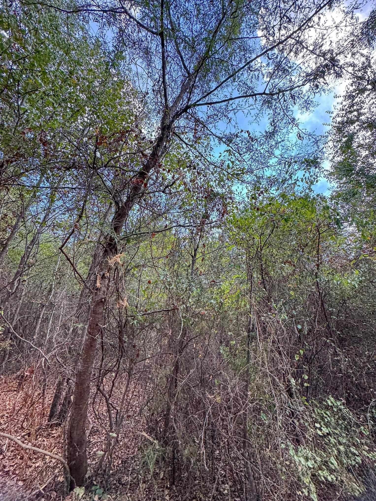 10.83 acres in Marion County - photo 24