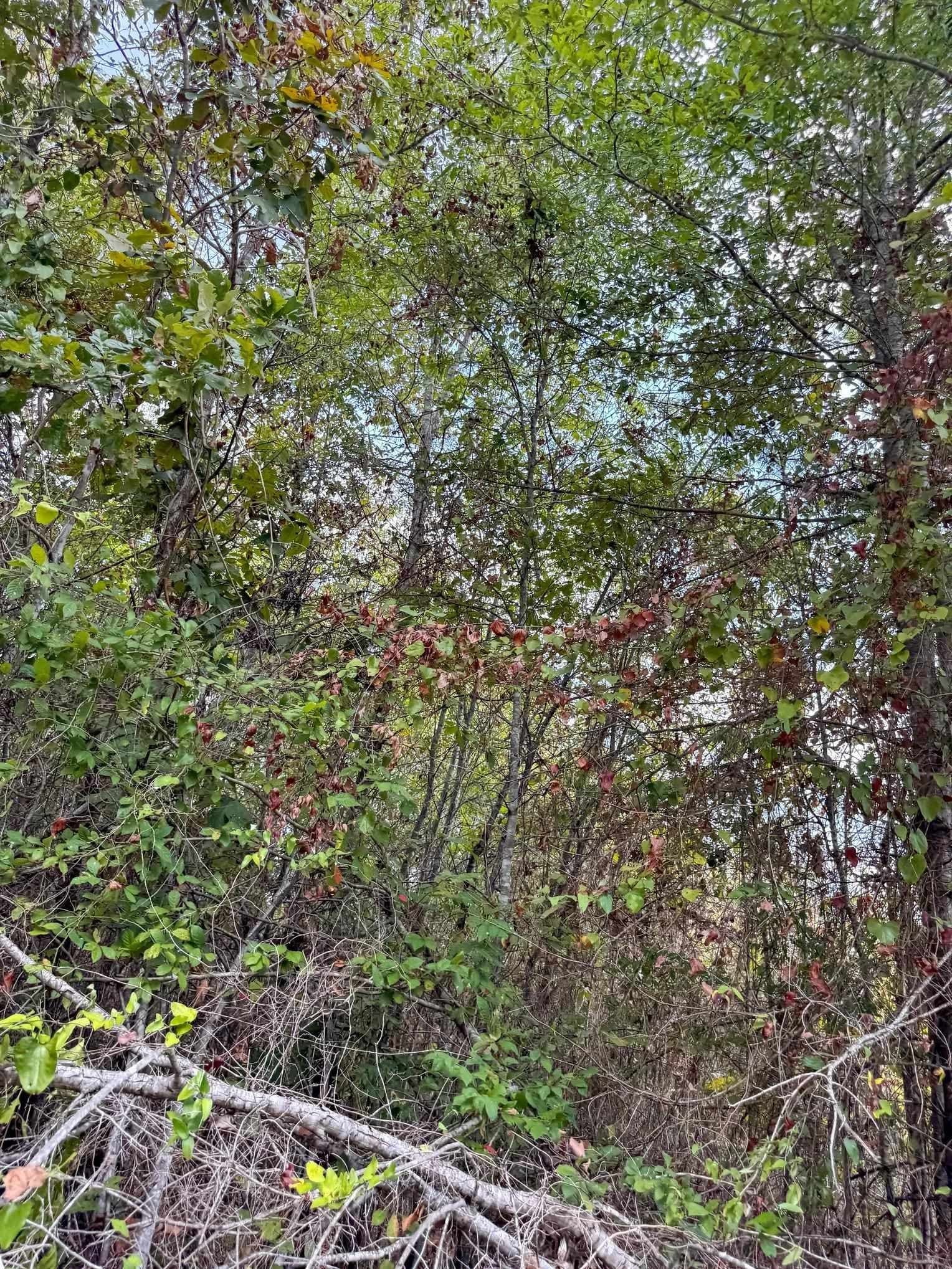 10.83 acres in Marion County - photo 19
