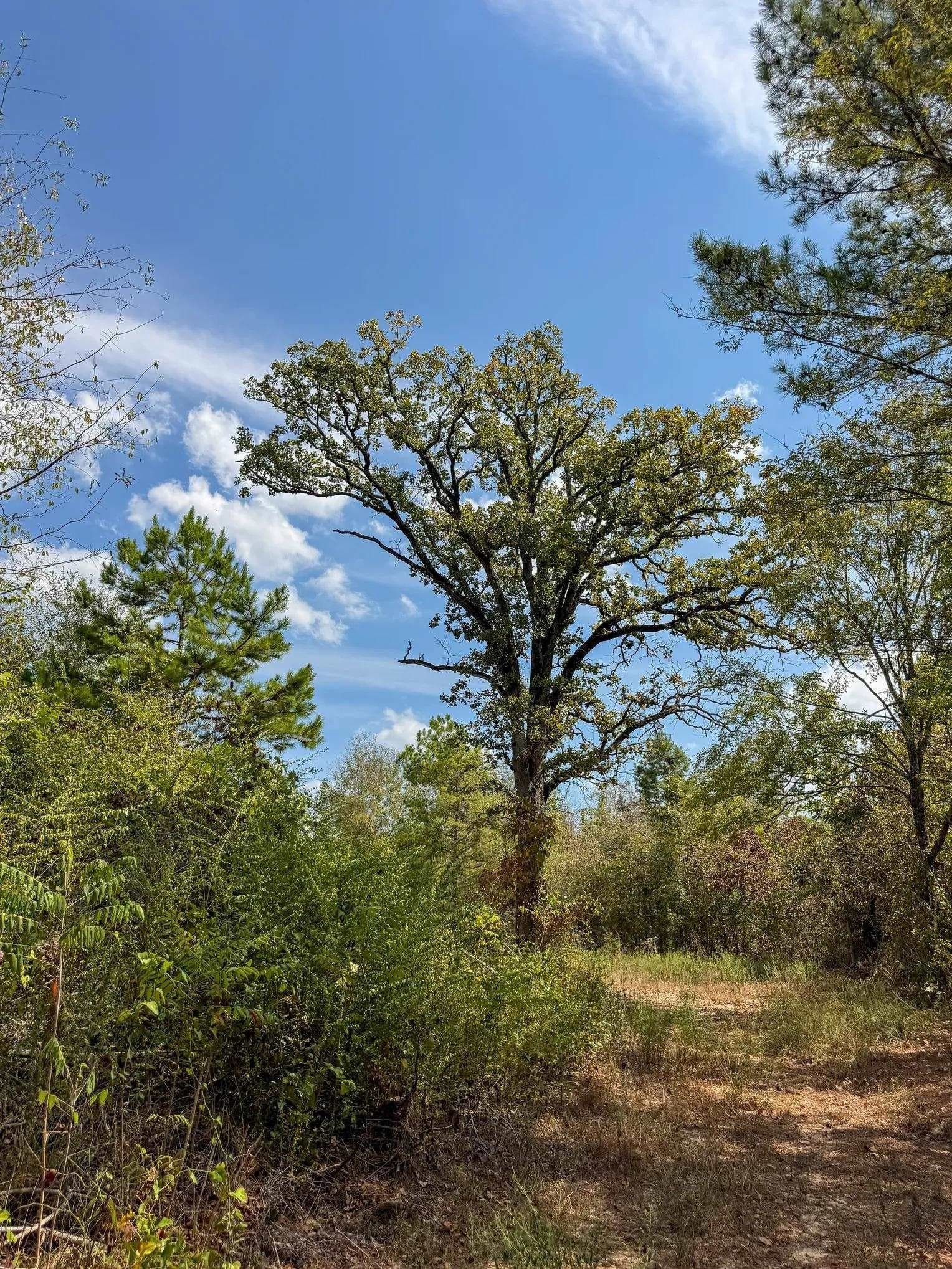 10.83 acres in Marion County - photo 10