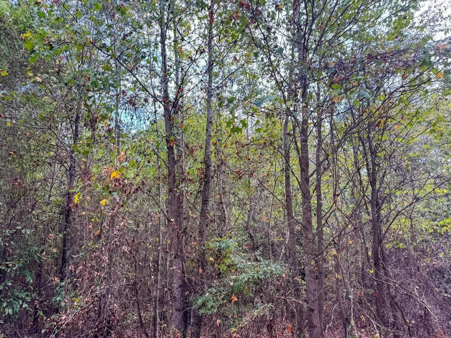 10.83 acres in Marion County - photo 23