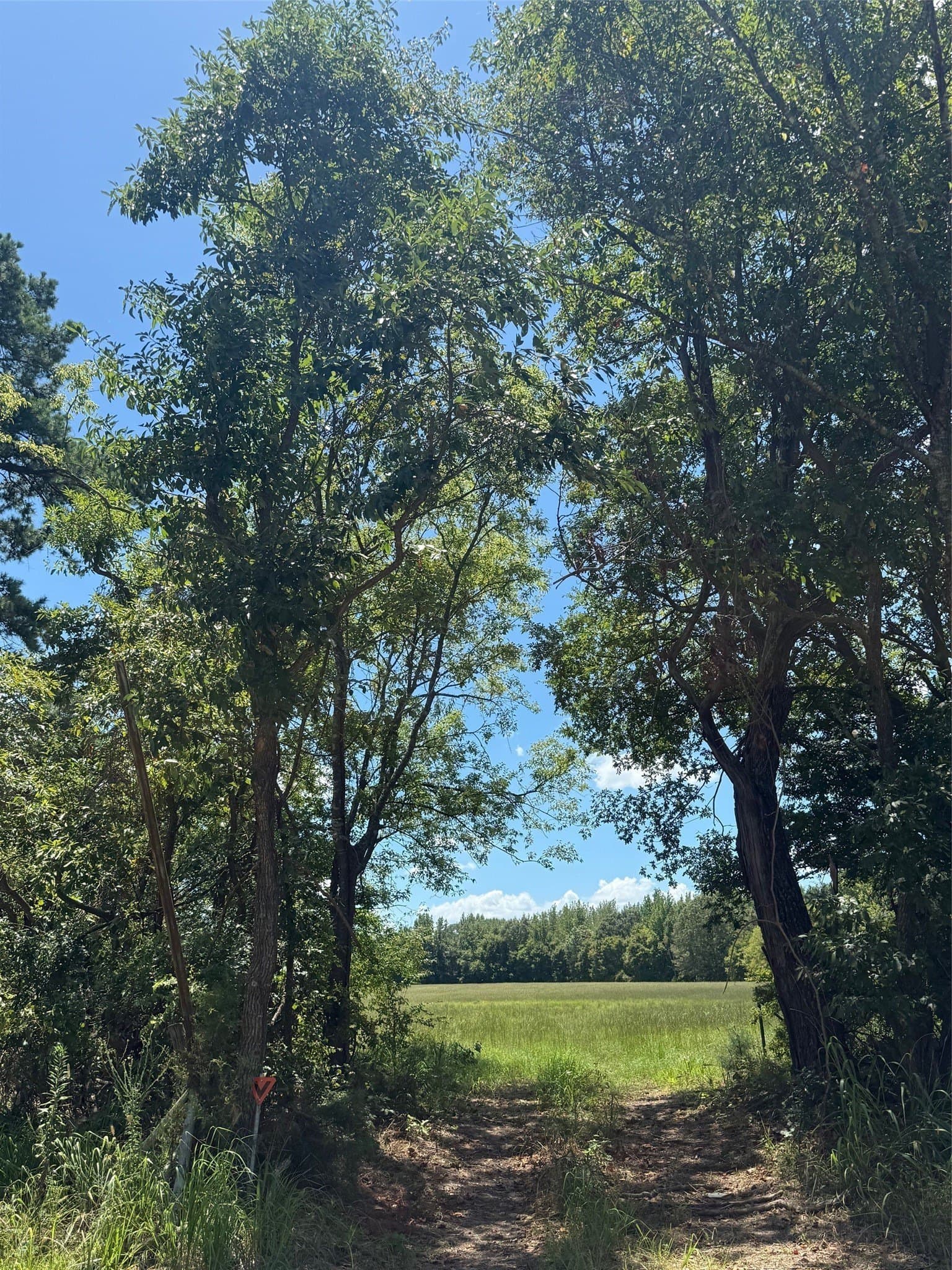 59.7 acres in Titus County - photo 4