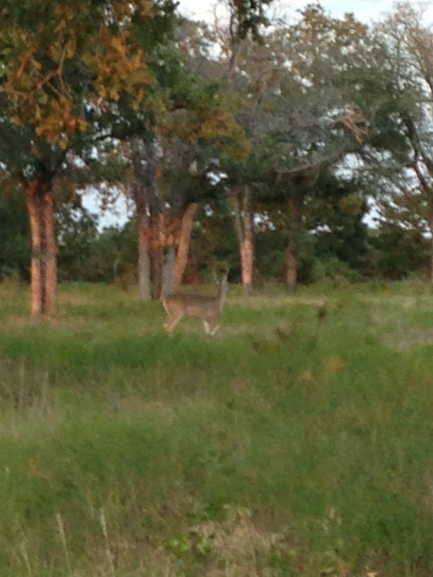 11.83 acres in Bosque County - photo 9