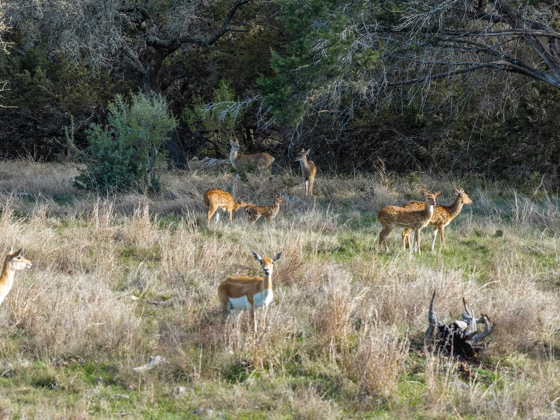43.87 acres in Burnet County - photo 6