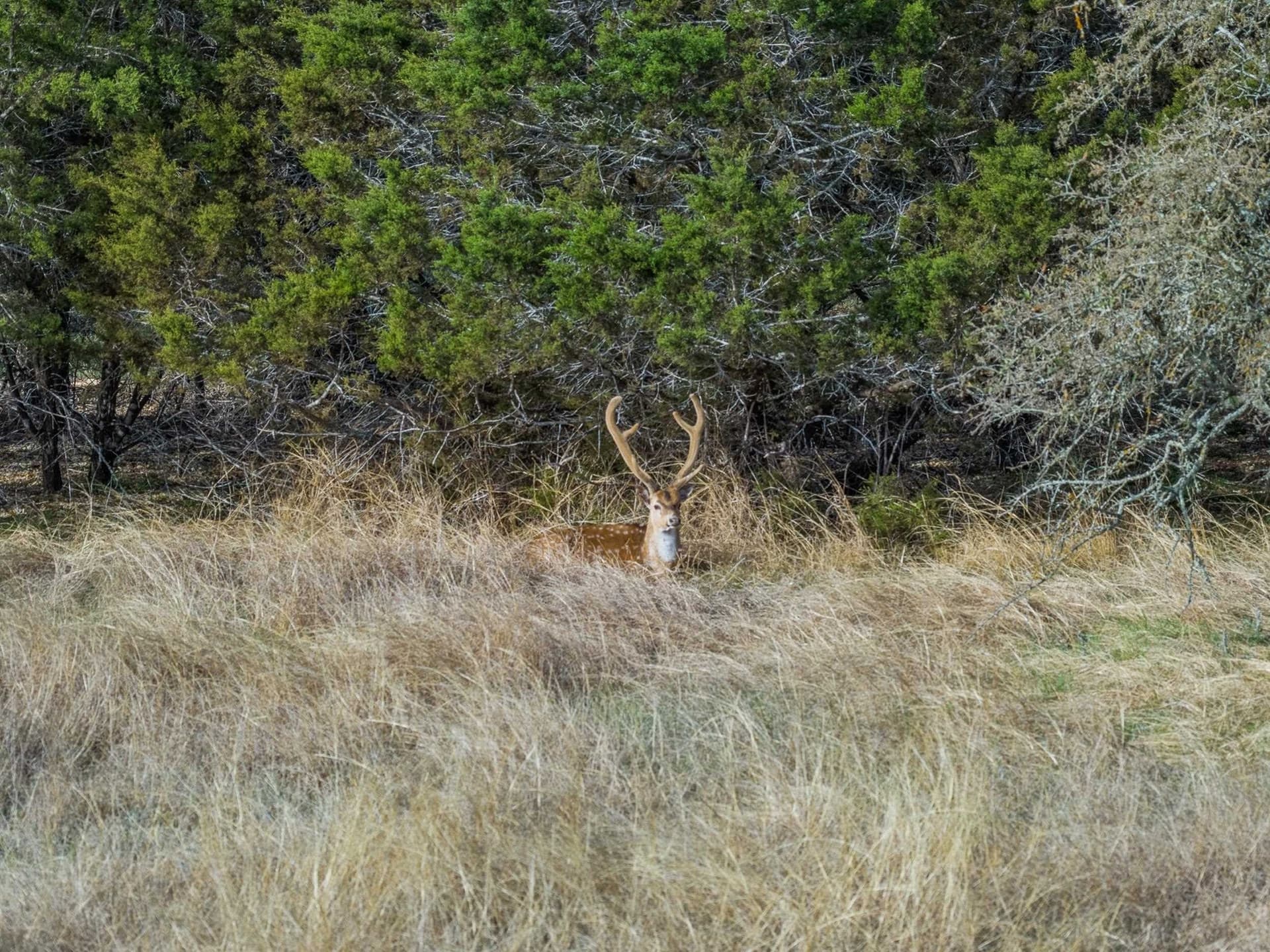 43.87 acres in Burnet County - photo 22