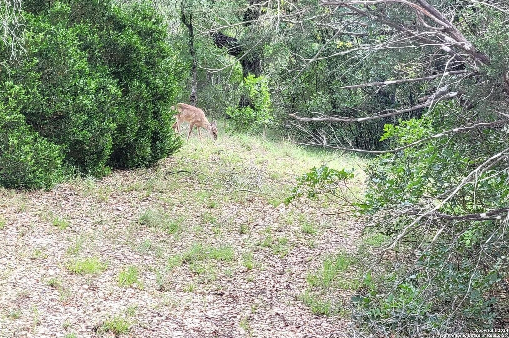 1.78 acres in Bexar County gallery image 3