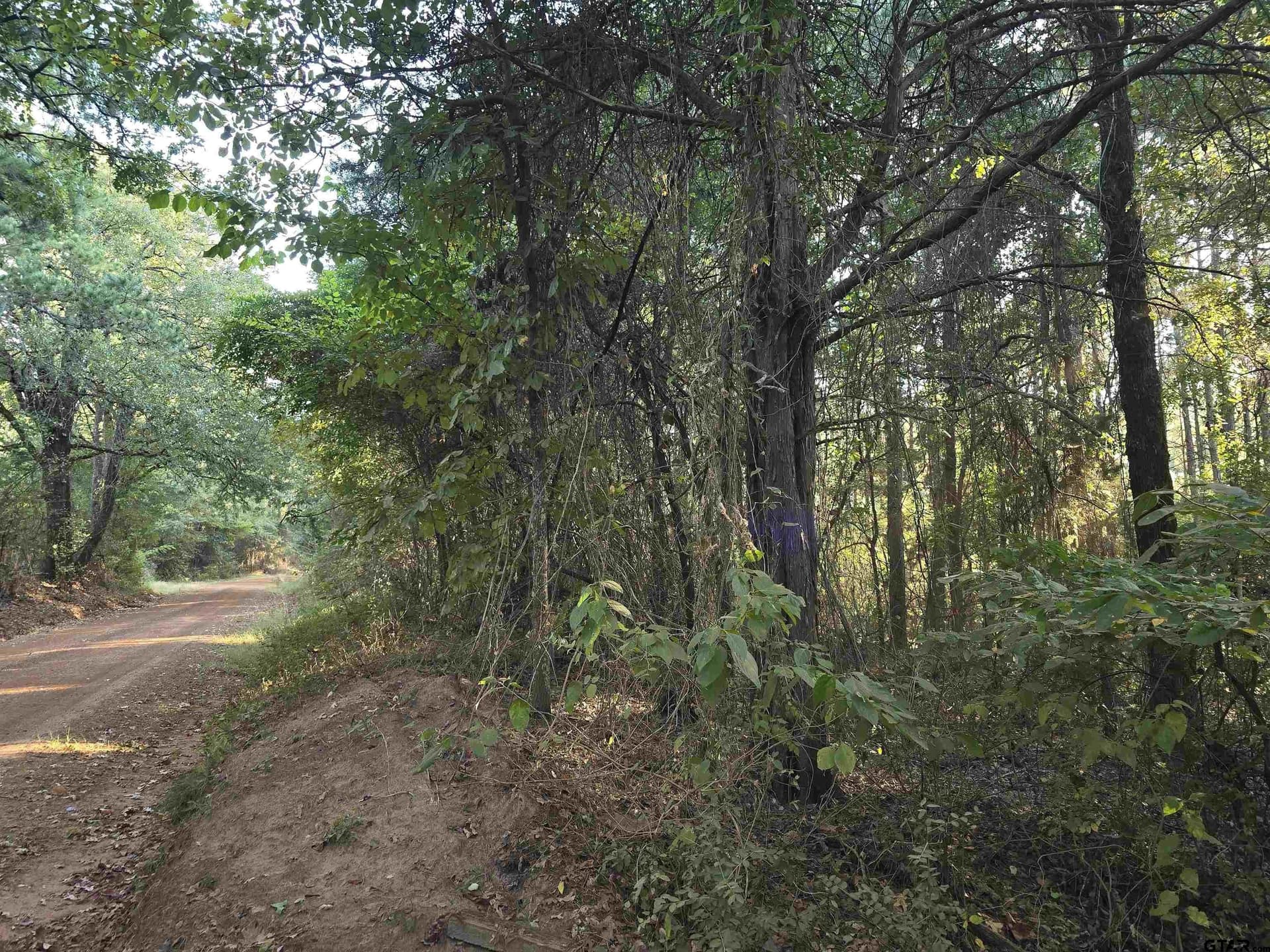 50 acres in Cass County gallery image 4