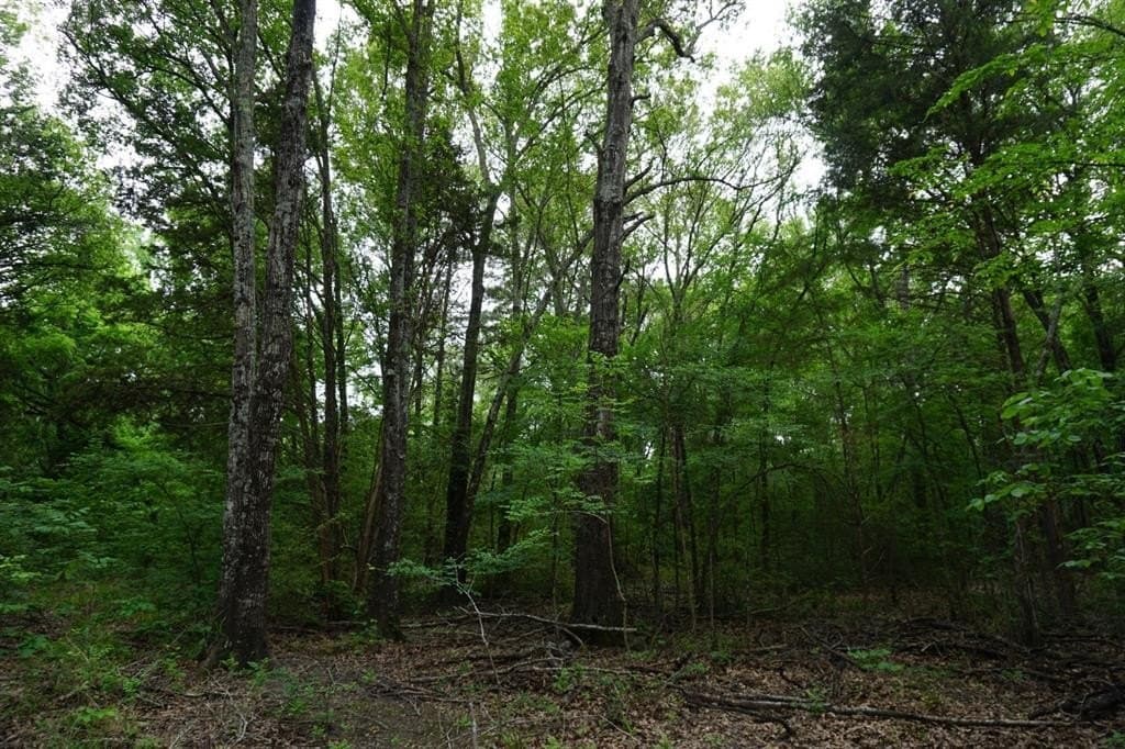 22.5 acres in Henderson County gallery image 3