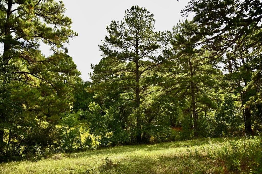 62.16 acres in Texas County - photo 20