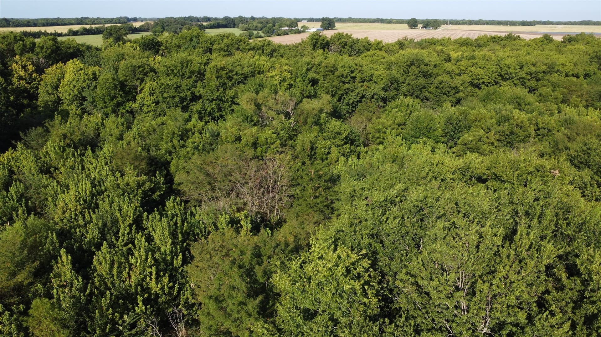 69.18 acres in Lamar County - photo 16