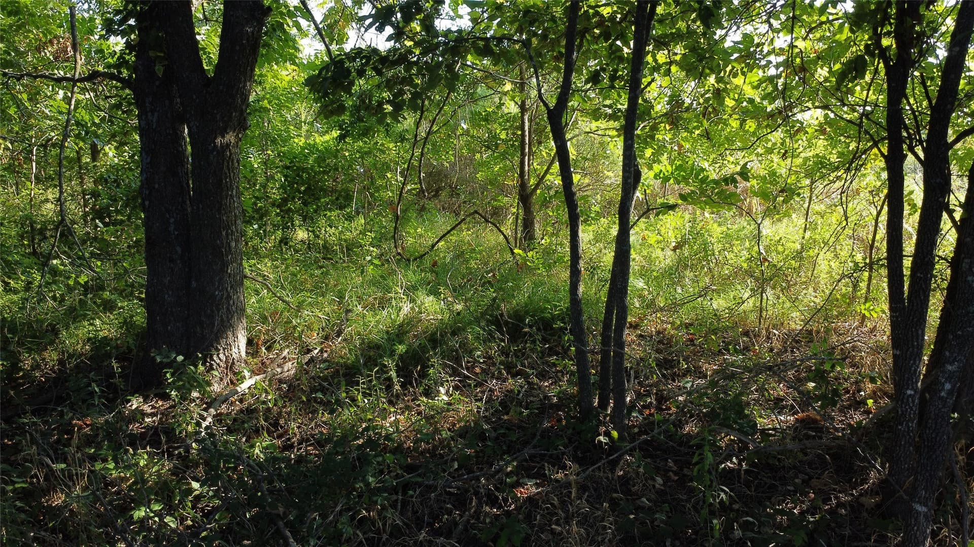 69.18 acres in Lamar County - photo 23