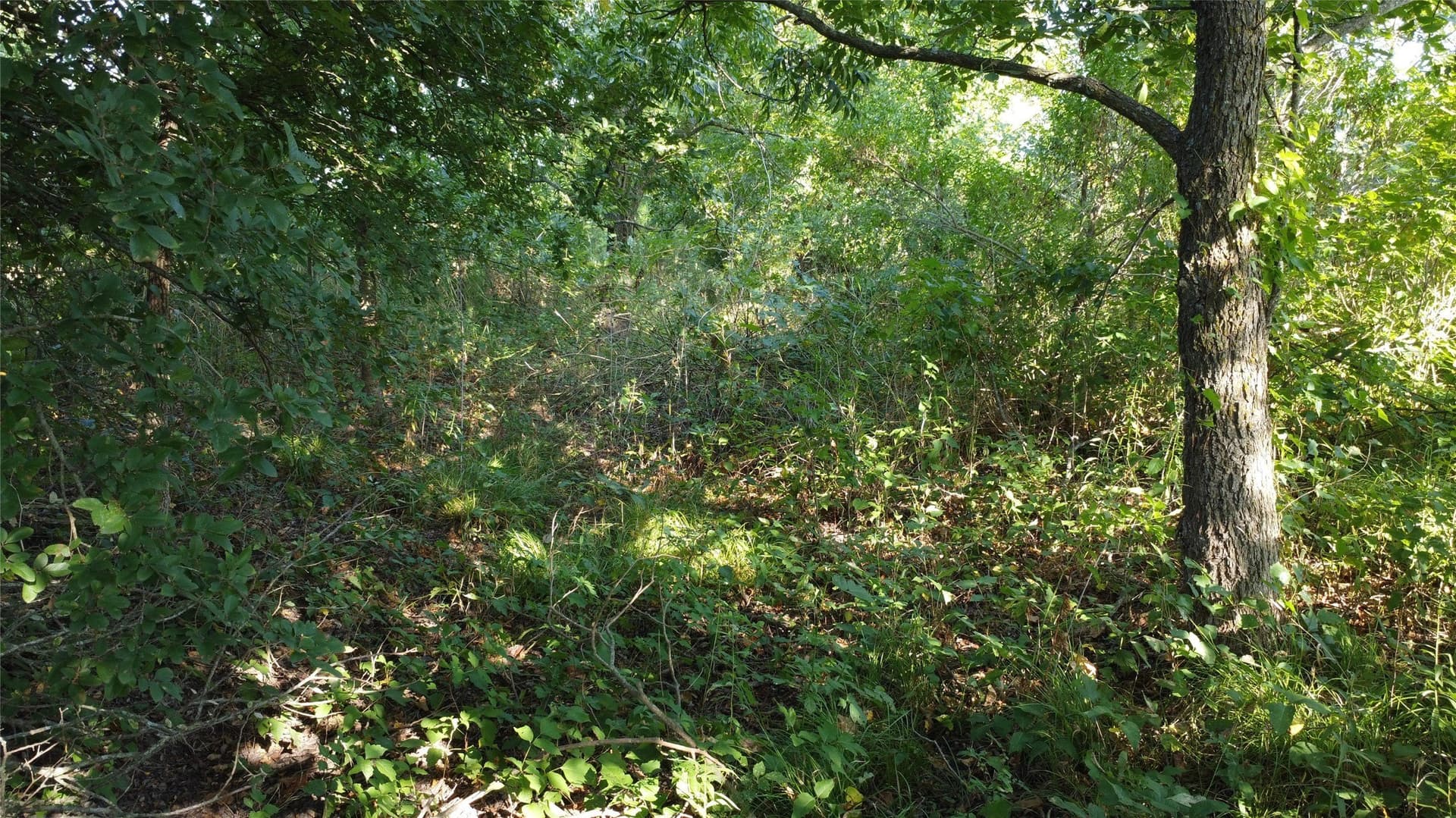 69.18 acres in Lamar County - photo 22