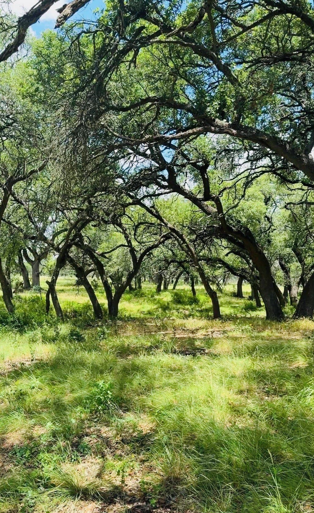 4 acres in Blanco County - photo 3