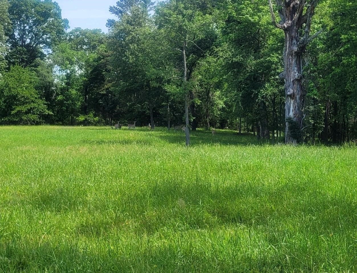 1.15 acres in Titus County - photo 22