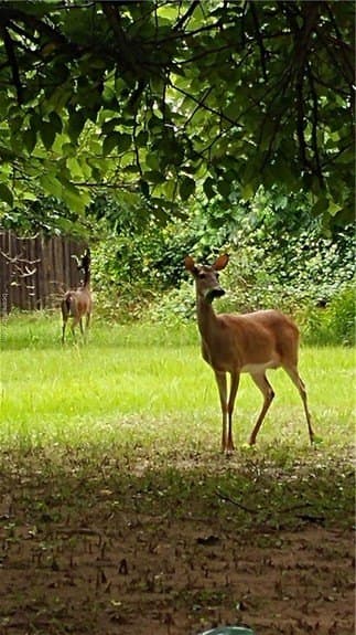 0.3 acres in Leon County featured view