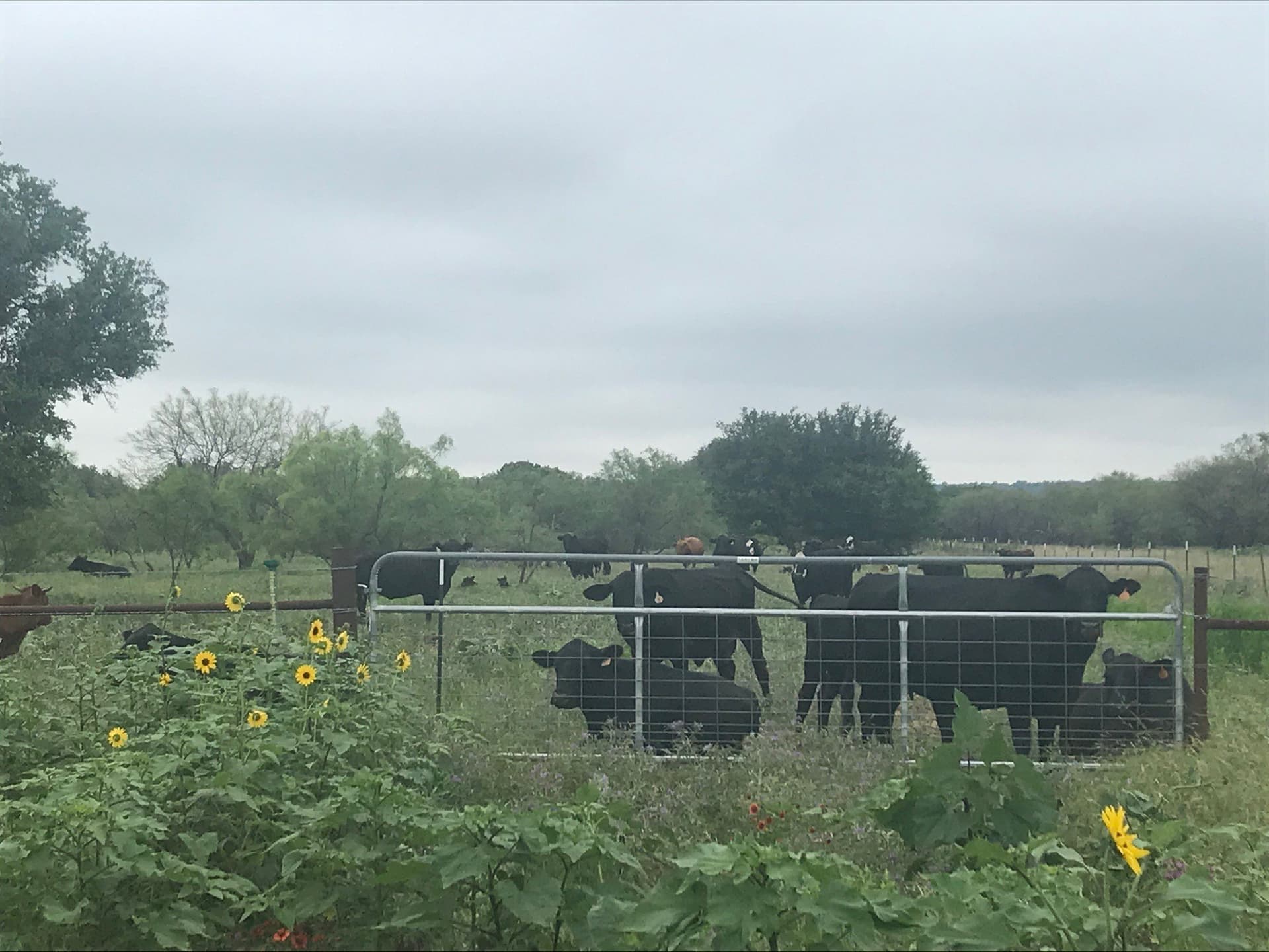 160 acres in Stephens County - photo 19