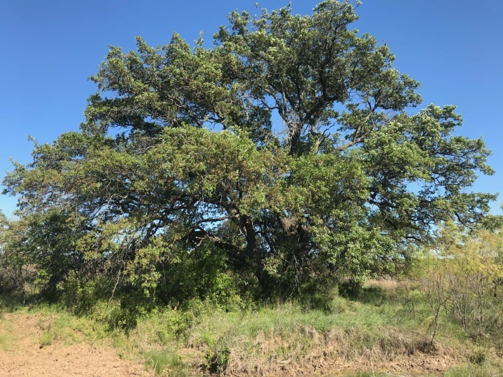 160 acres in Stephens County - photo 14