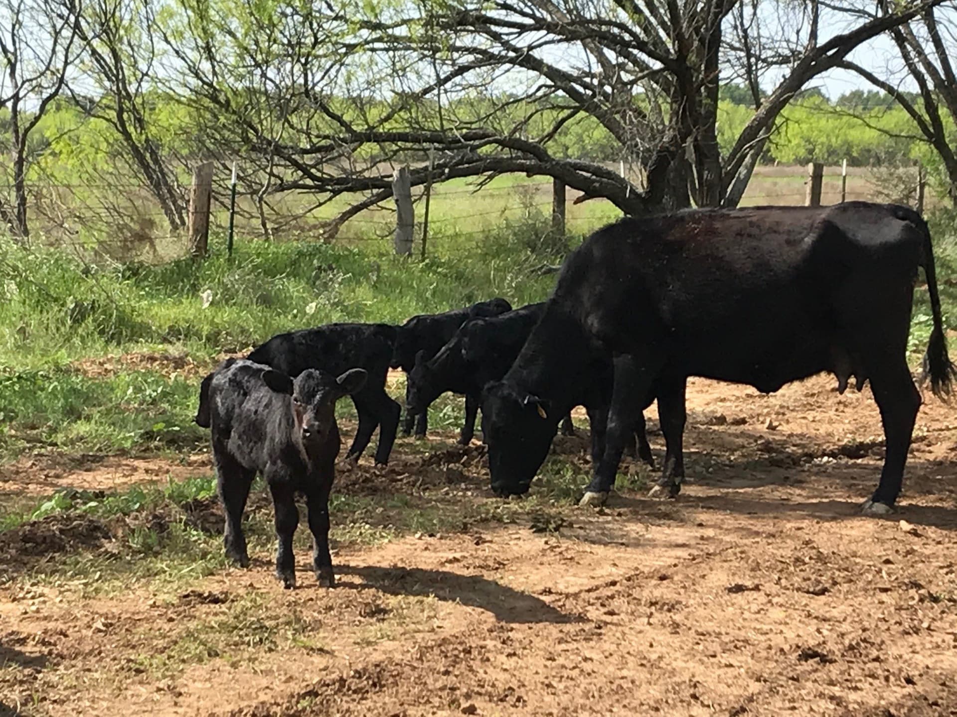160 acres in Stephens County - photo 13