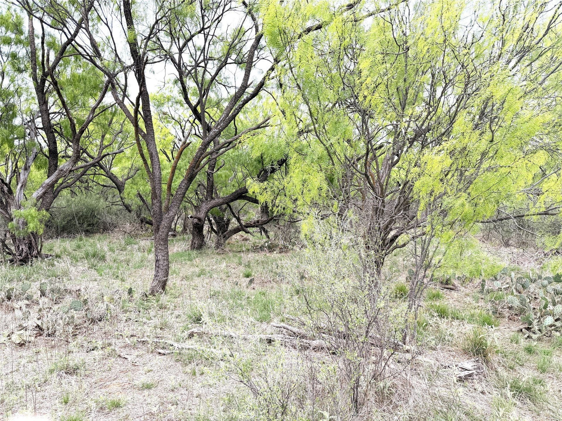 36.14 acres in Stephens County - photo 8