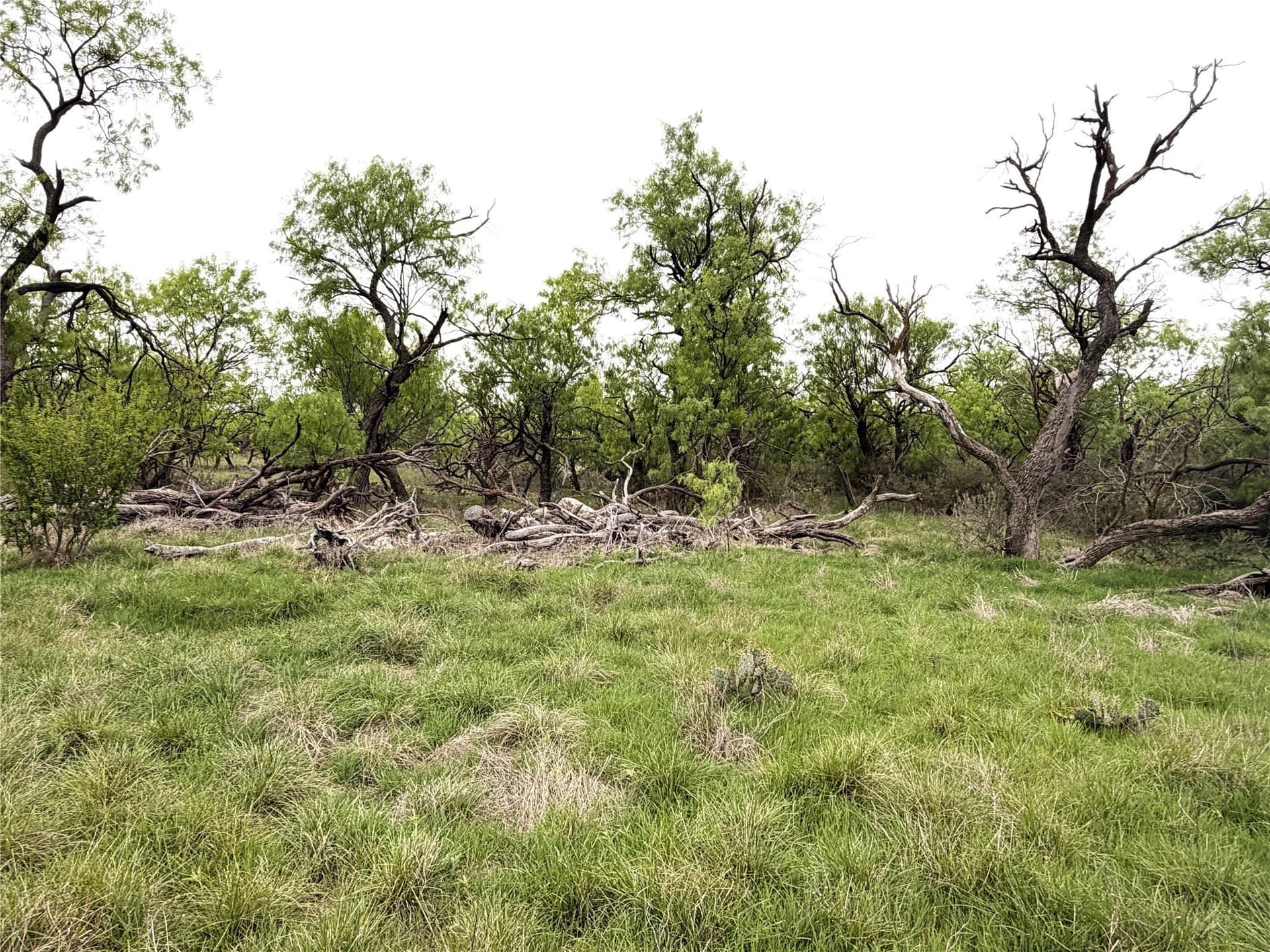 36.14 acres in Stephens County - photo 6