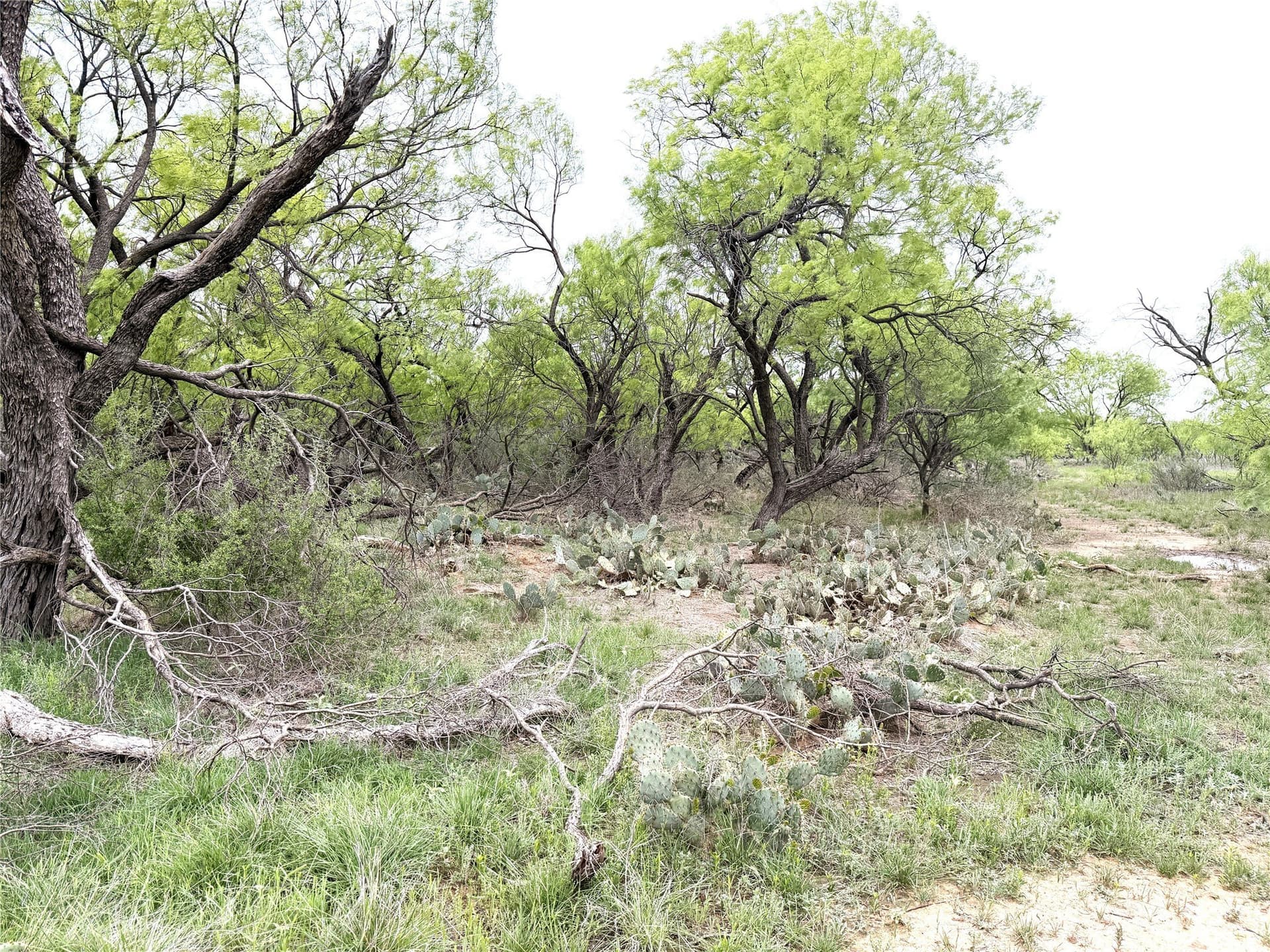 36.14 acres in Stephens County - photo 12