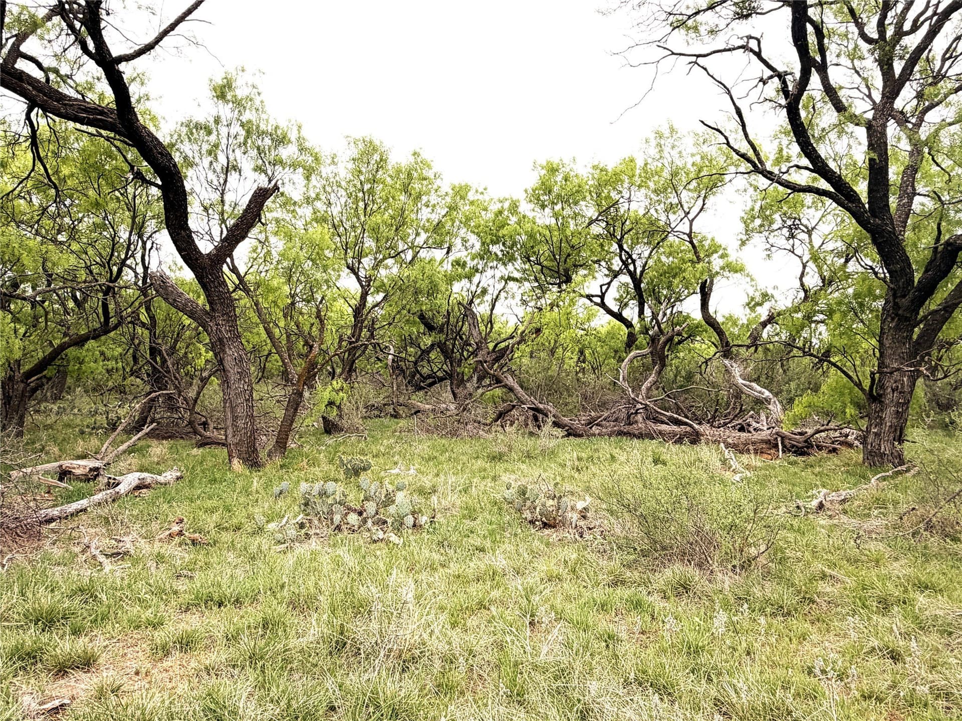 36.14 acres in Stephens County - photo 4