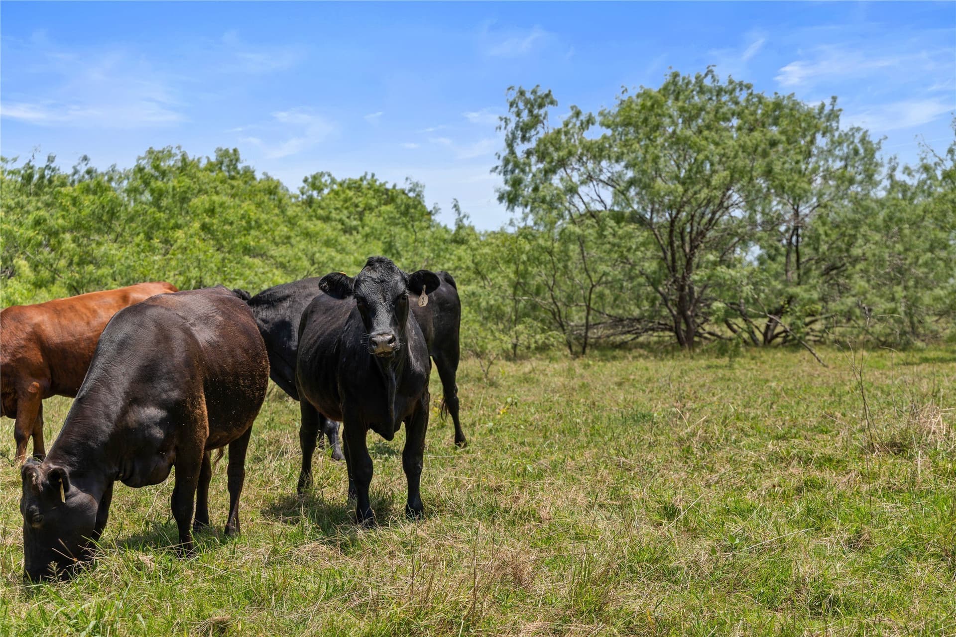 733 acres in Kaufman County - photo 16