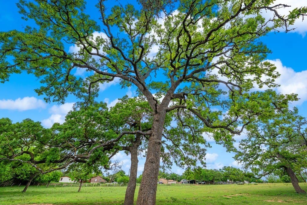 4.54 acres in Gillespie County - photo 6