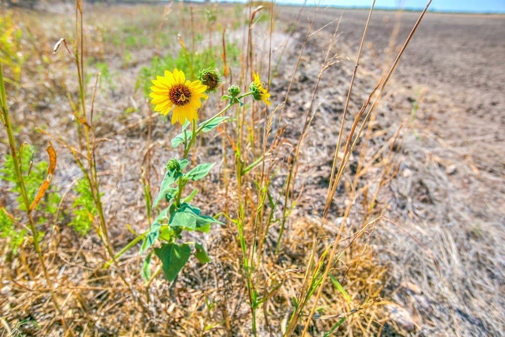 163.41 acres in Runnels County - photo 16
