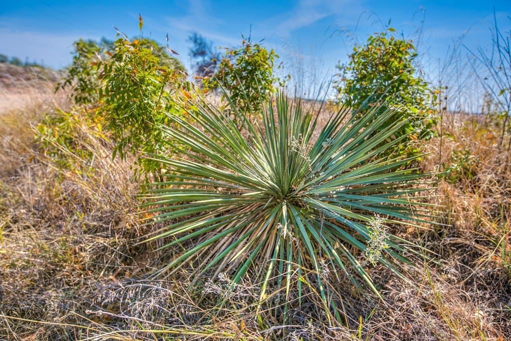 163.41 acres in Runnels County - photo 6