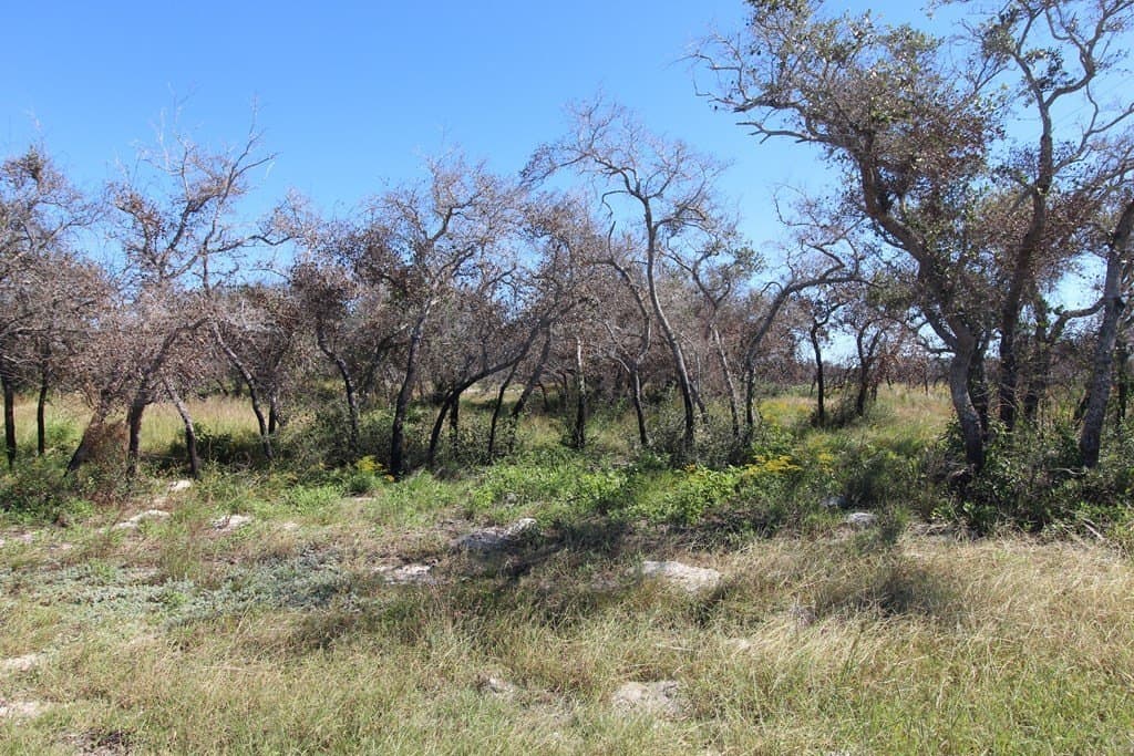 4.14 acres in Texas County gallery image 3