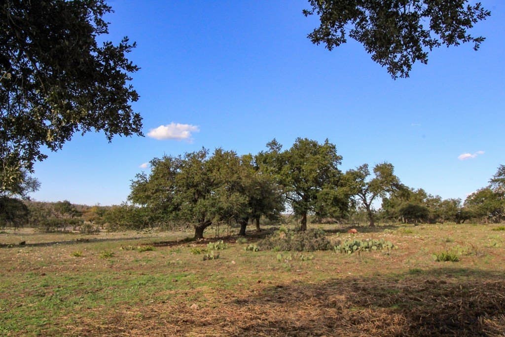 50 acres in Gillespie County gallery image 3