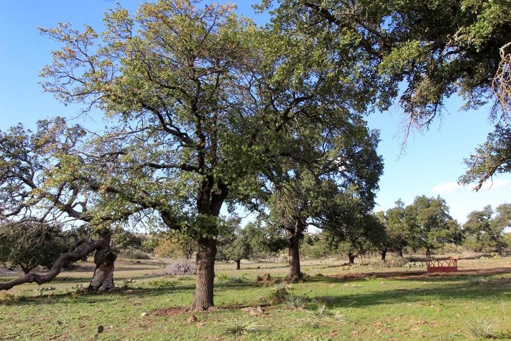 50 acres in Gillespie County