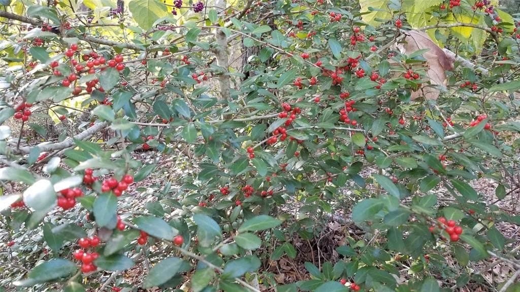 2.01 acres in Henderson County - photo 23