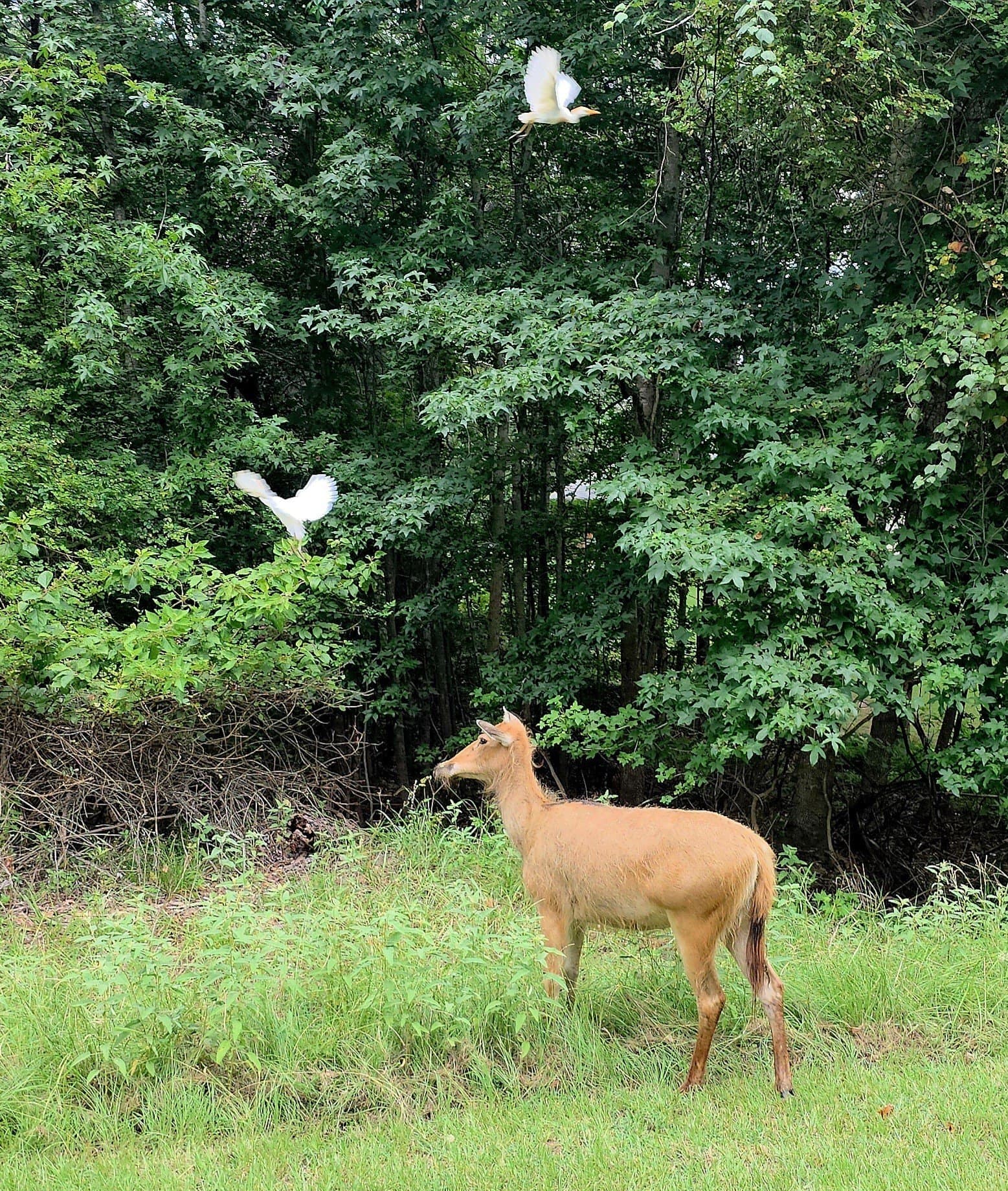 2.01 acres in Henderson County - photo 26