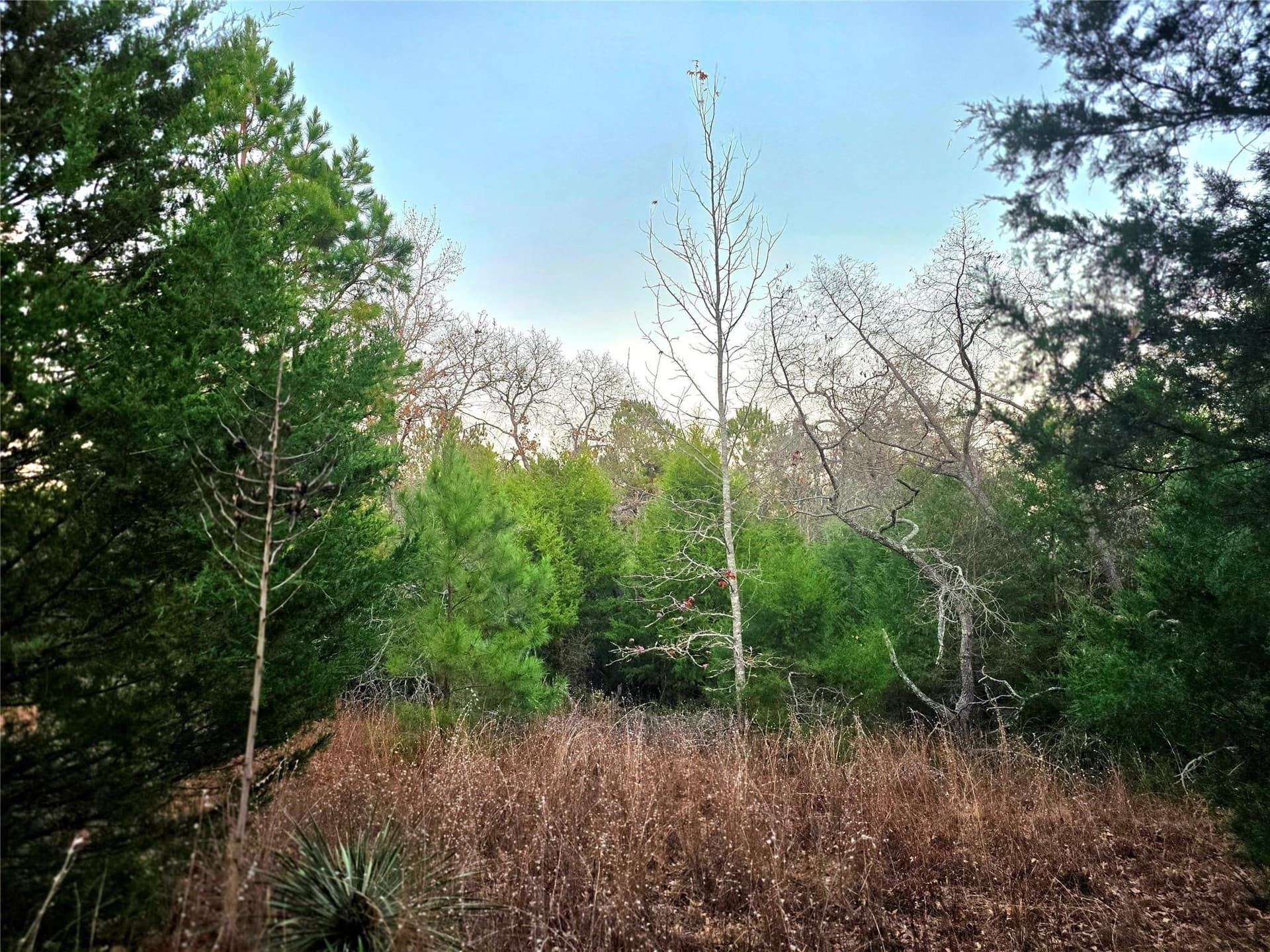 2.01 acres in Henderson County - photo 30