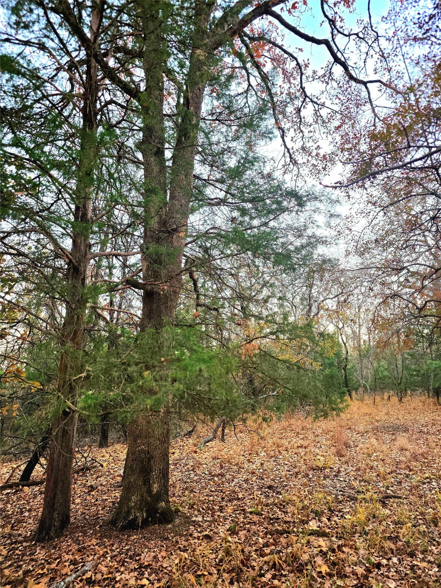 2.01 acres in Henderson County - photo 32
