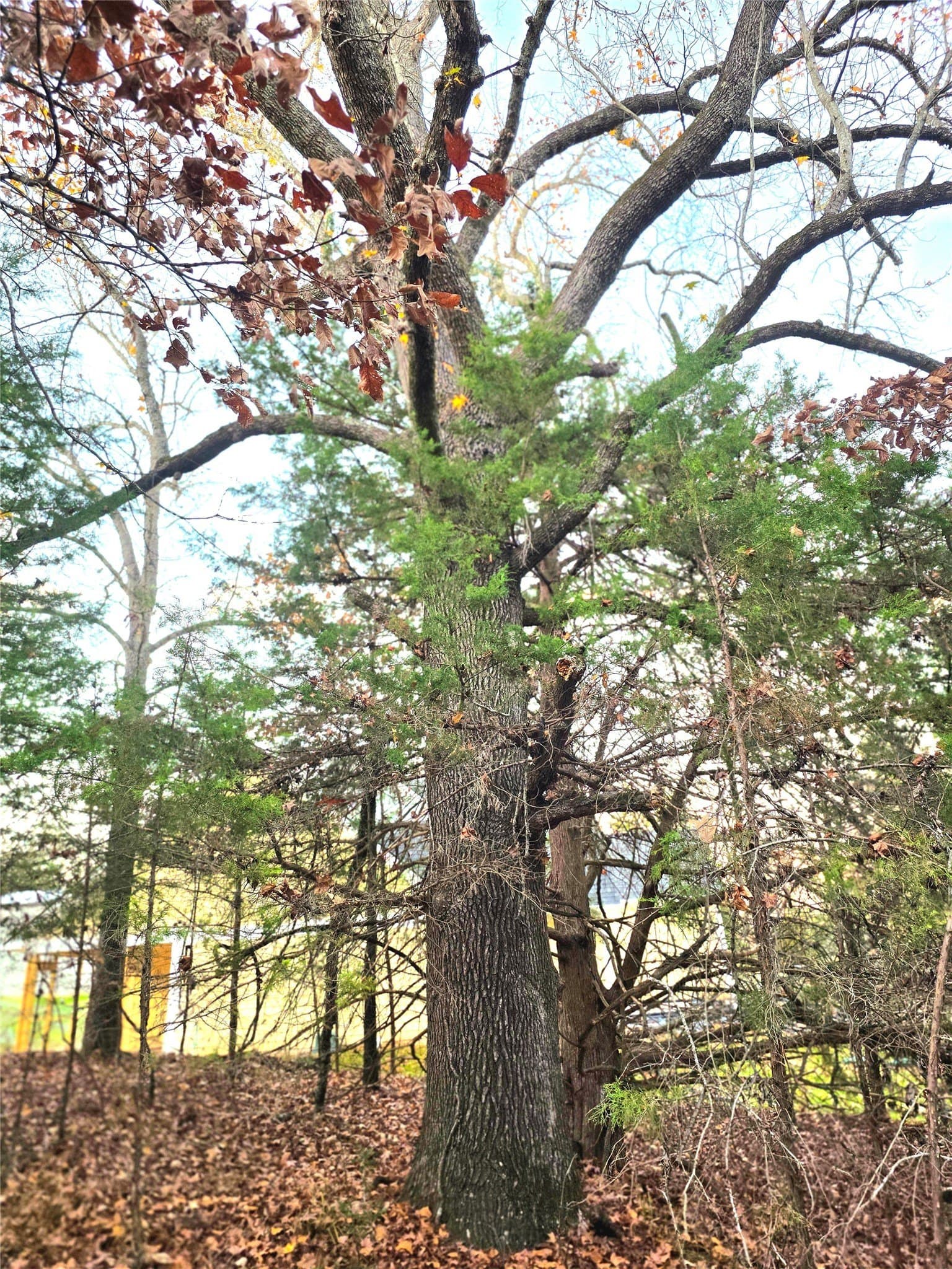 2.01 acres in Henderson County - photo 9