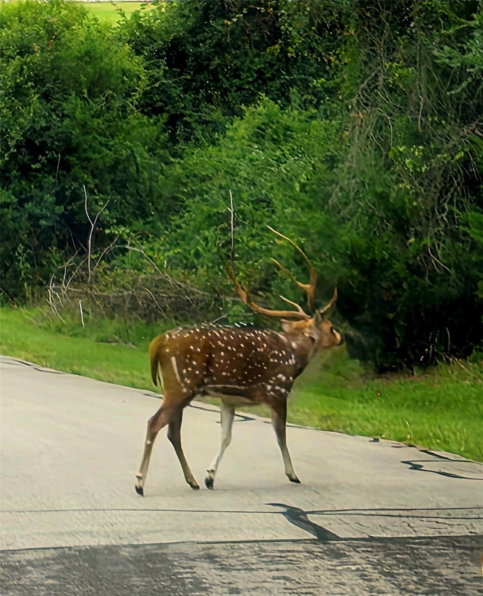2.01 acres in Henderson County - photo 27