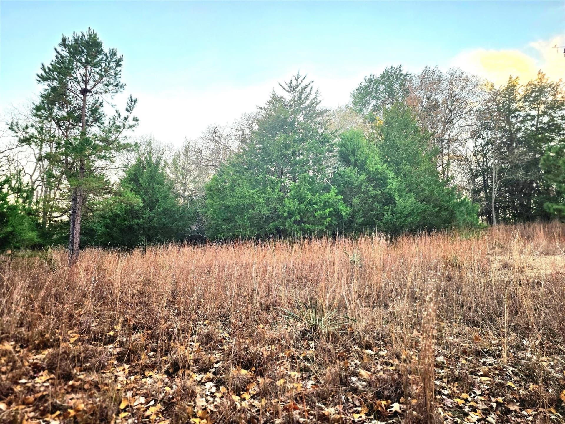2.01 acres in Henderson County gallery image 2