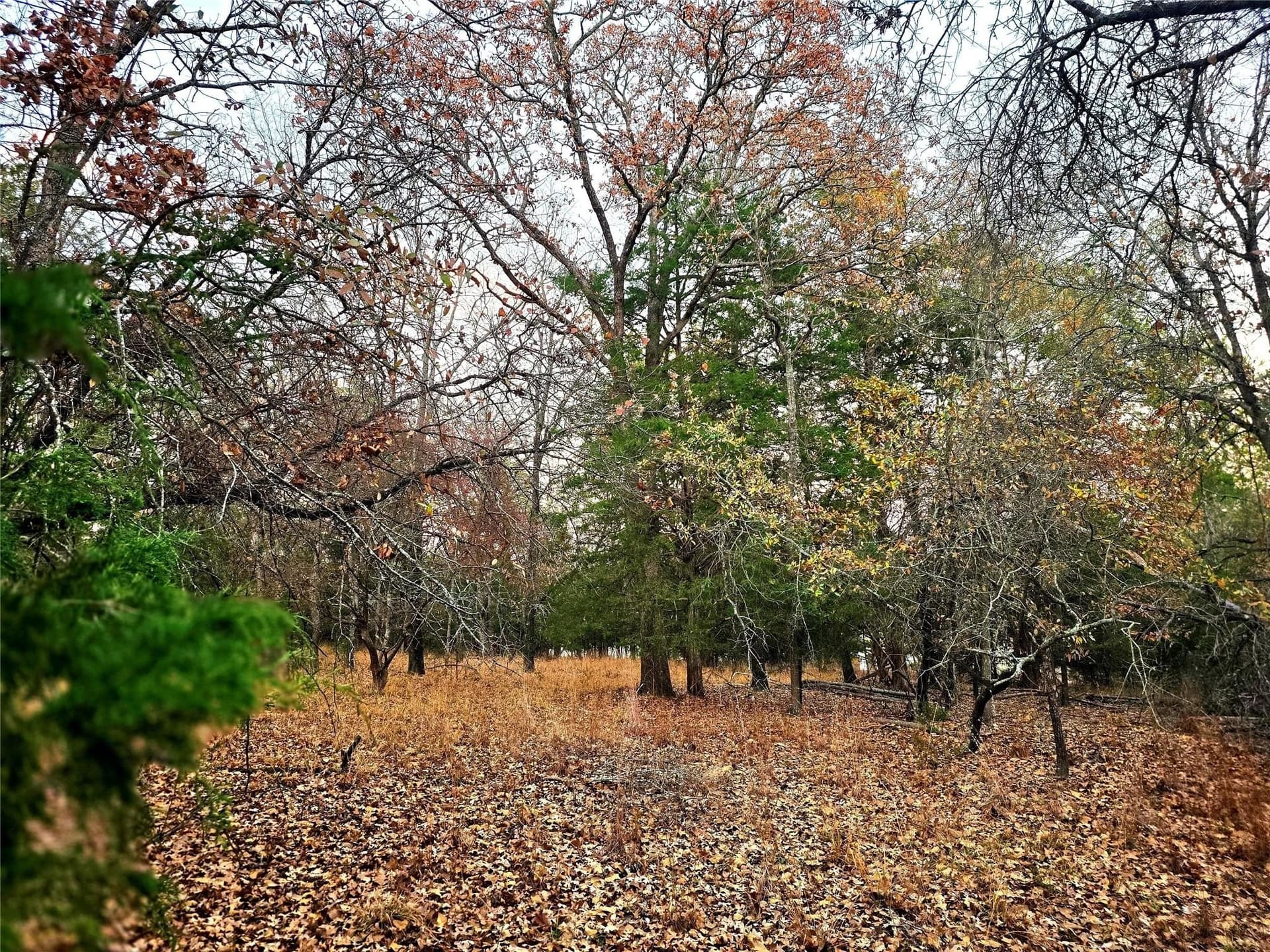 2.01 acres in Henderson County gallery image 4